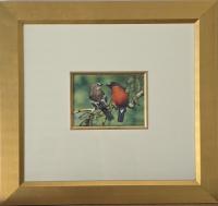 Lot 20. PAUL MARGOCSY AUSTRALIAN FLAME ROBINS