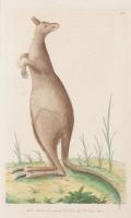 Lot 26. FREDERICK POLYDORE NODDER THE GREAT KANGUROO (SIC)
