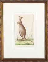Lot 151. FREDERICK POLYDORE NODDER THE GREAT KANGUROO (sic)