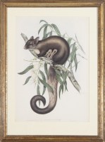 Lot 81. GOULD. J & HC. RICHTER YELLOW-BELLIED GLIDER