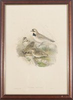 Lot 82. JOHN GOULD OCTORIS ALPESTRIS