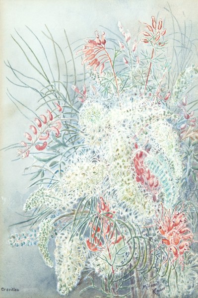 MILLICENT KIMBER GREVILLEA