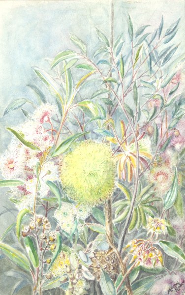 MILLICENT KIMBER NATIVE FLOWERS