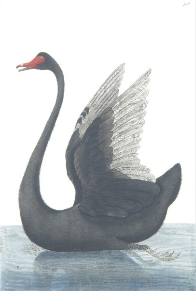 FREDERICK POLYDORE NODDER THE BLACK SWAN
