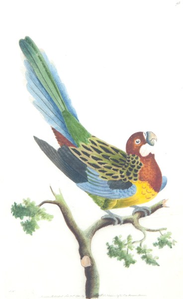 FREDERICK POLYDORE NODDER THE NONPAREIL PARROT