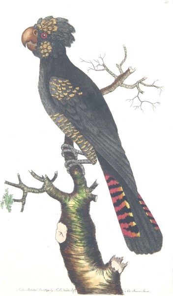 FREDERICK POLYDORE NODDER THE MAGNIFICENT COCKATOO