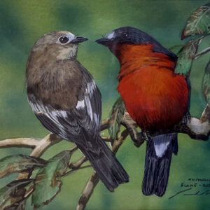 PAUL MARGOCSY - AUSTRALIAN FLAME ROBINS